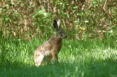 Œuvre de insousiant: lievre