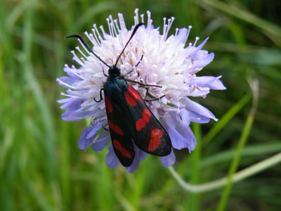 Résultat de recherche: insecte