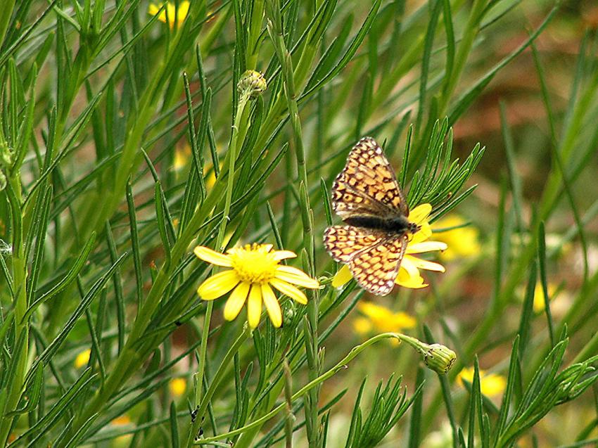 Le damier du plantain