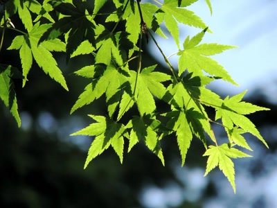 Résultat de recherche: Feuillage