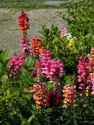 Résultat de recherche: Gueules de loup