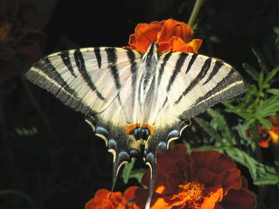 Résultat de recherche: Il est "flambé"!