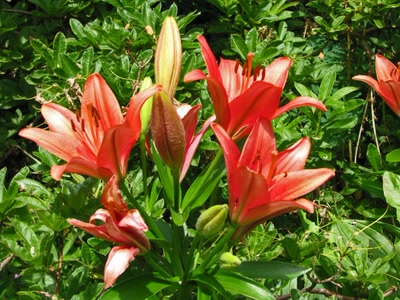 Résultat de recherche: Lyss