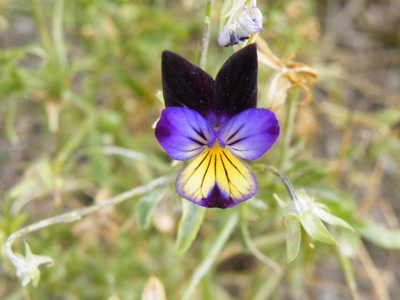 Œuvre de inano: fleur