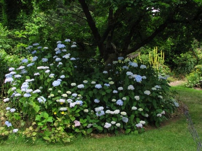 Résultat de recherche: Hortensias bleues