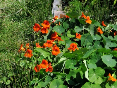 Résultat de recherche: Capucines