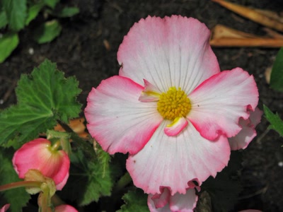 Résultat de recherche: Bégonias très grande