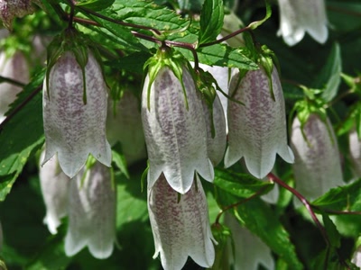 Résultat de recherche: Grandes clochettes.