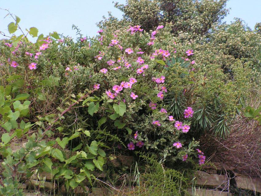 Un talus bien fleuri