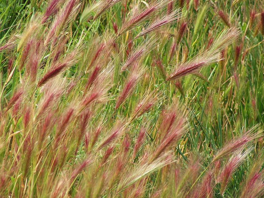 Des graminées dans le vent.