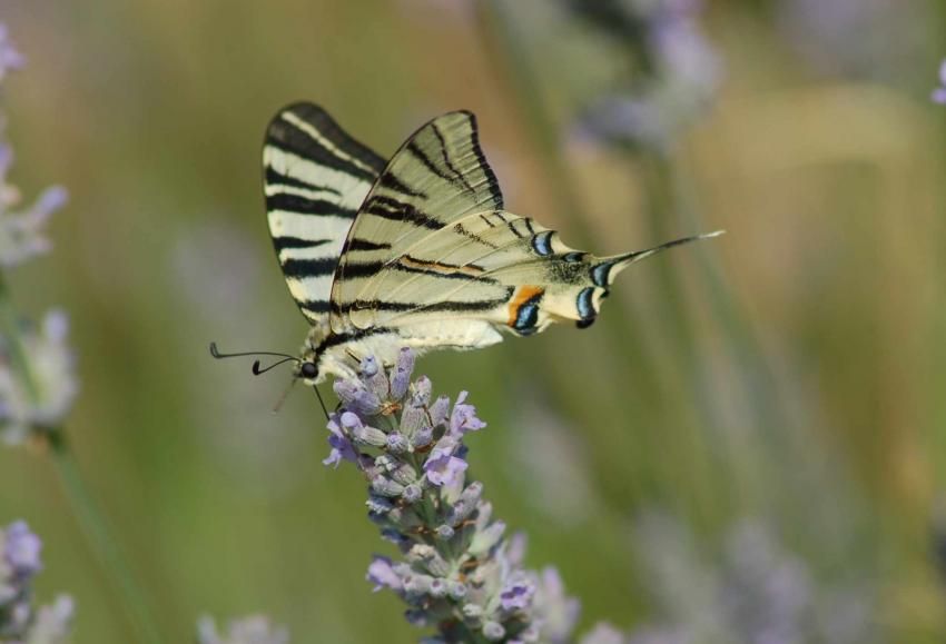 flambé dixit Ondine
