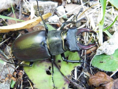 Résultat de recherche: lucane cerf-volant