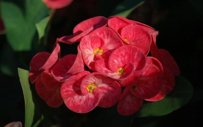 Résultat de recherche: bouquet