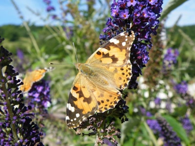 Œuvre de inano: papillon