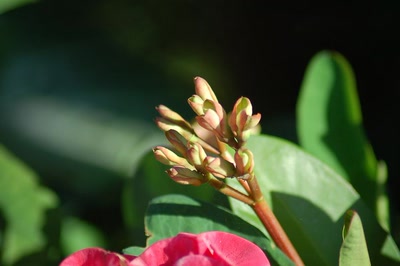 Résultat de recherche: bourgeons