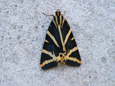 Œuvre de inano: papillon