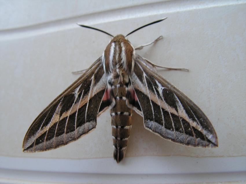 Mystérieux comme un sphynx...