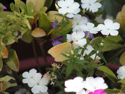 Résultat de recherche: Cherchez l'intrus !