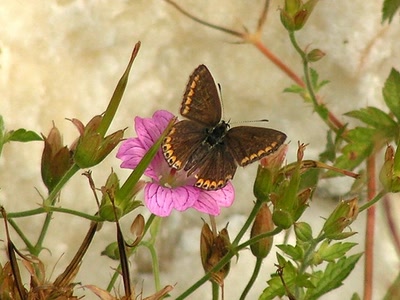 Résultat de recherche: Bel Argus femelle