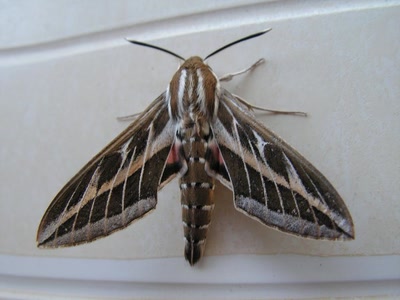 Résultat de recherche: Mystérieux comme un sphynx...