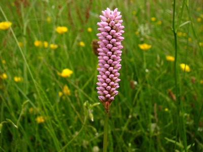 Résultat de recherche: Bistorte prete à fleurir