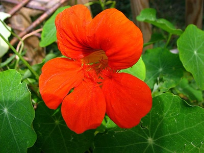 Résultat de recherche: Capucine