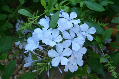 Œuvre de Ondine: Plumbago du Cap