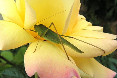 Résultat de recherche: Une grande sauterelle verte