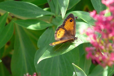 Résultat de recherche: Le Mercure