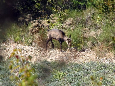 Résultat de recherche: Jeune chamois