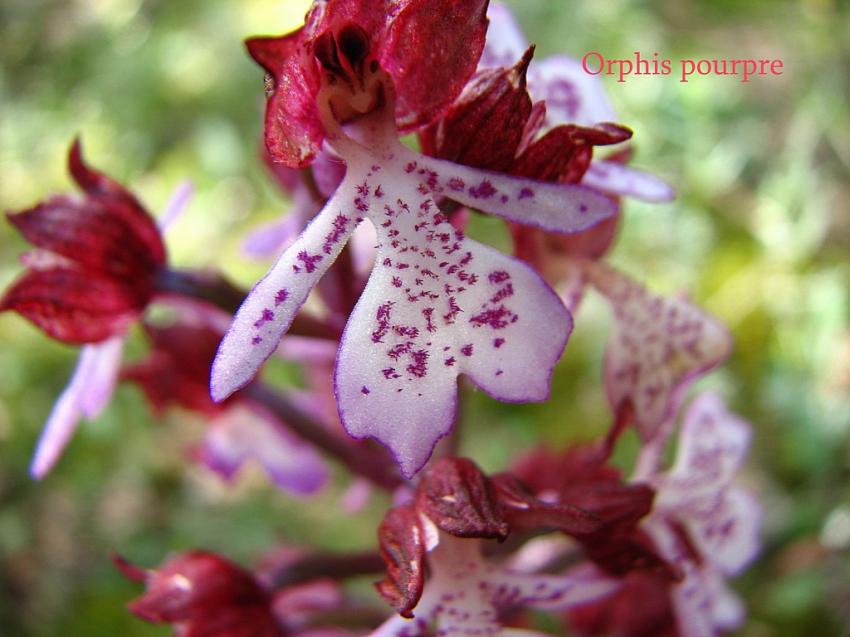 Orphis pourpre