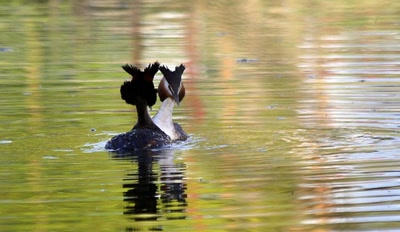 Résultat de recherche: Rencontre de grèbes