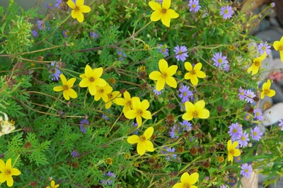 Œuvre de Ondine: Bidens et brachycome