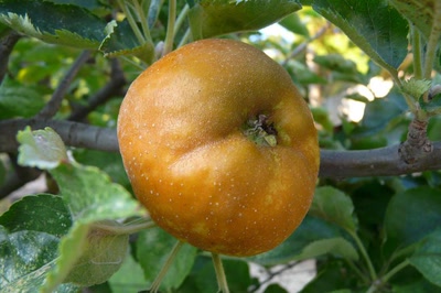 Résultat de recherche: Une reinette grise du Canada...