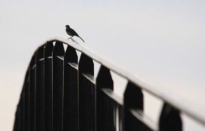 Résultat de recherche: Rampe d'envol (bergeronnette)