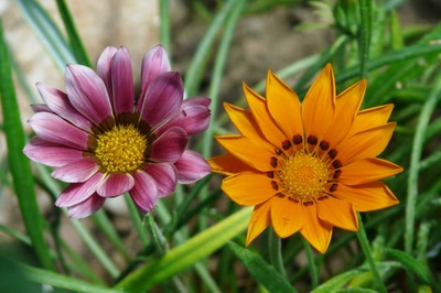 Résultat de recherche: les 2 gazanias et la fourmi