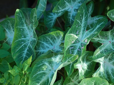 Œuvre de toe: Palettes de Peintre