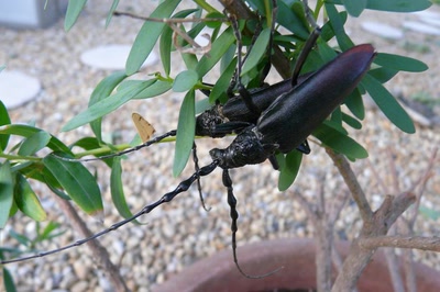 Résultat de recherche: Mr et Mme Grand Capricorne...