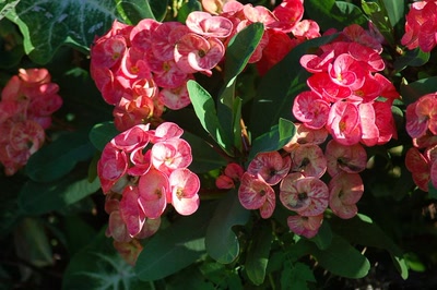 Œuvre de toe: bouquet d'epines de Christ