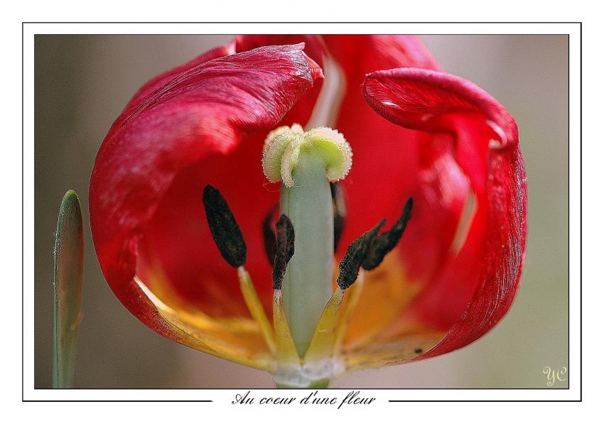 Au coeur d'une fleur