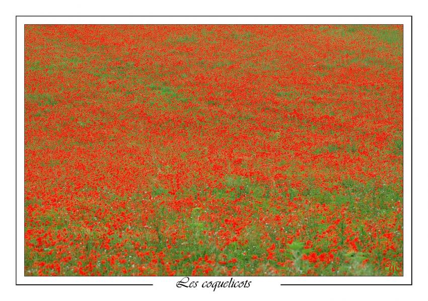 Les coquelicots