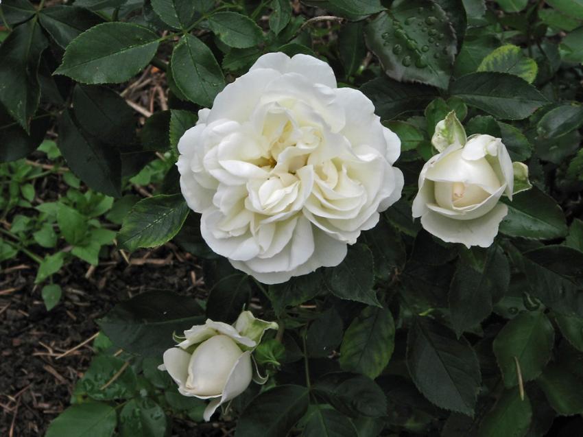 Roses blanches