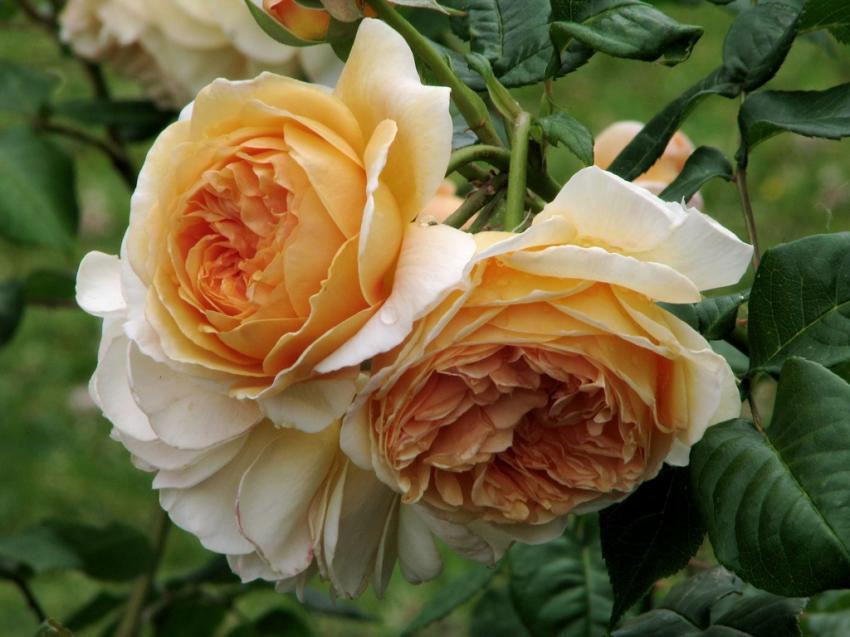 Roses jumelles