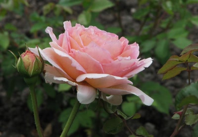 Résultat de recherche: Rose