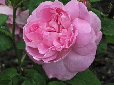 Résultat de recherche: Rose