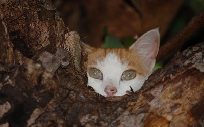Résultat de recherche: coucou