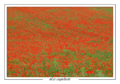 Résultat de recherche: Les coquelicots