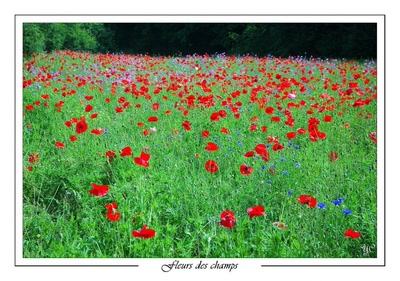 Résultat de recherche: Fleurs des champs
