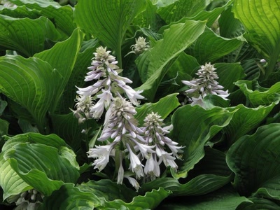 Résultat de recherche: Belle plante avec ses fleurs