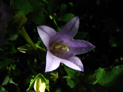 Résultat de recherche: Campanule